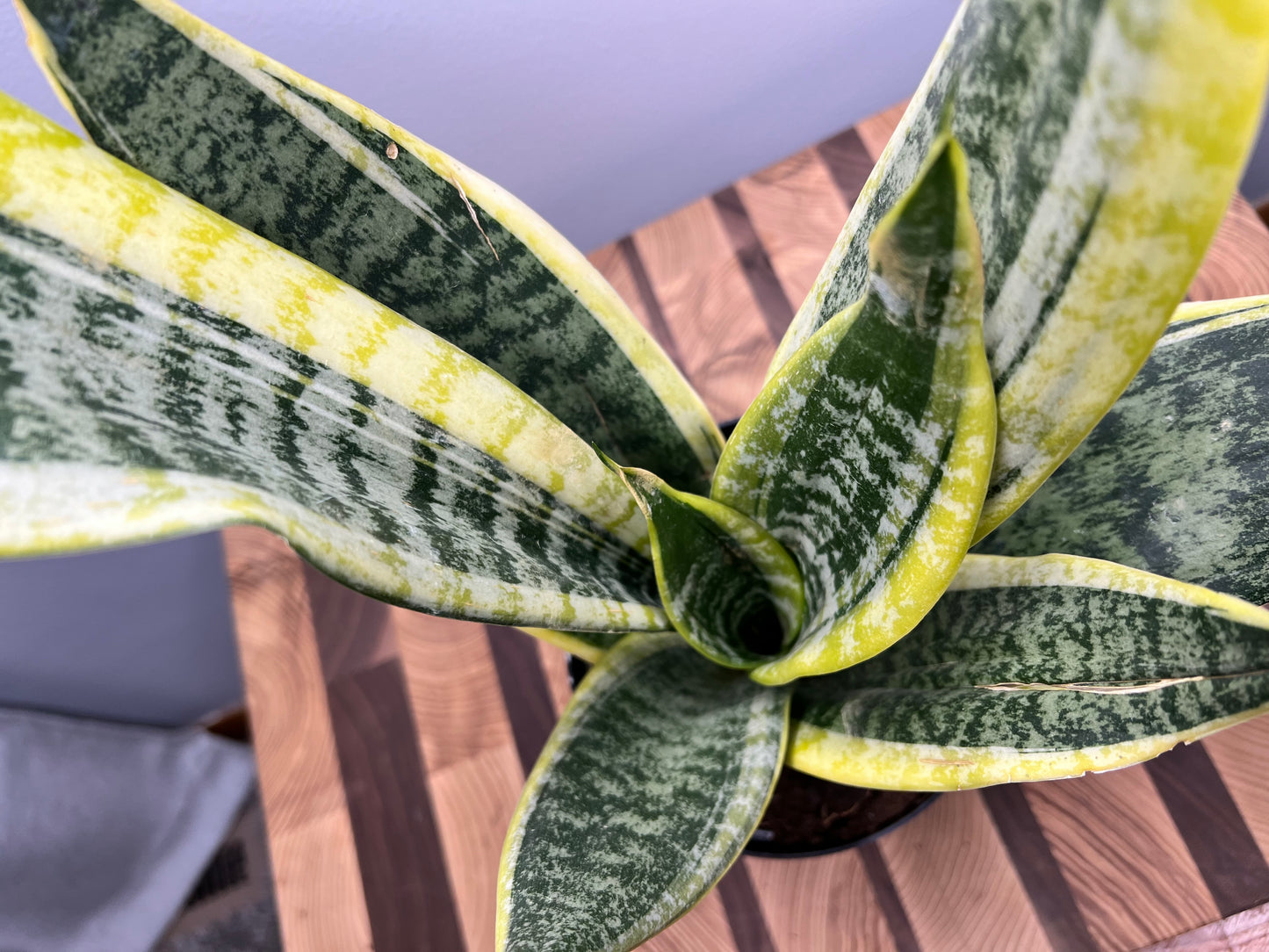 Sansevieria -Snake plant (6inch)