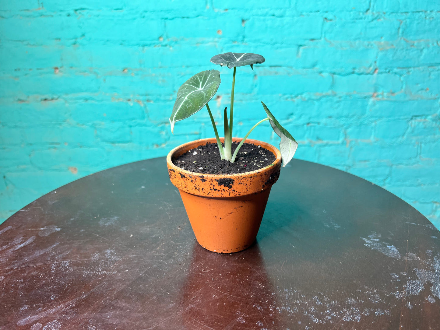 Alocasia-Black Velvet 4” clay