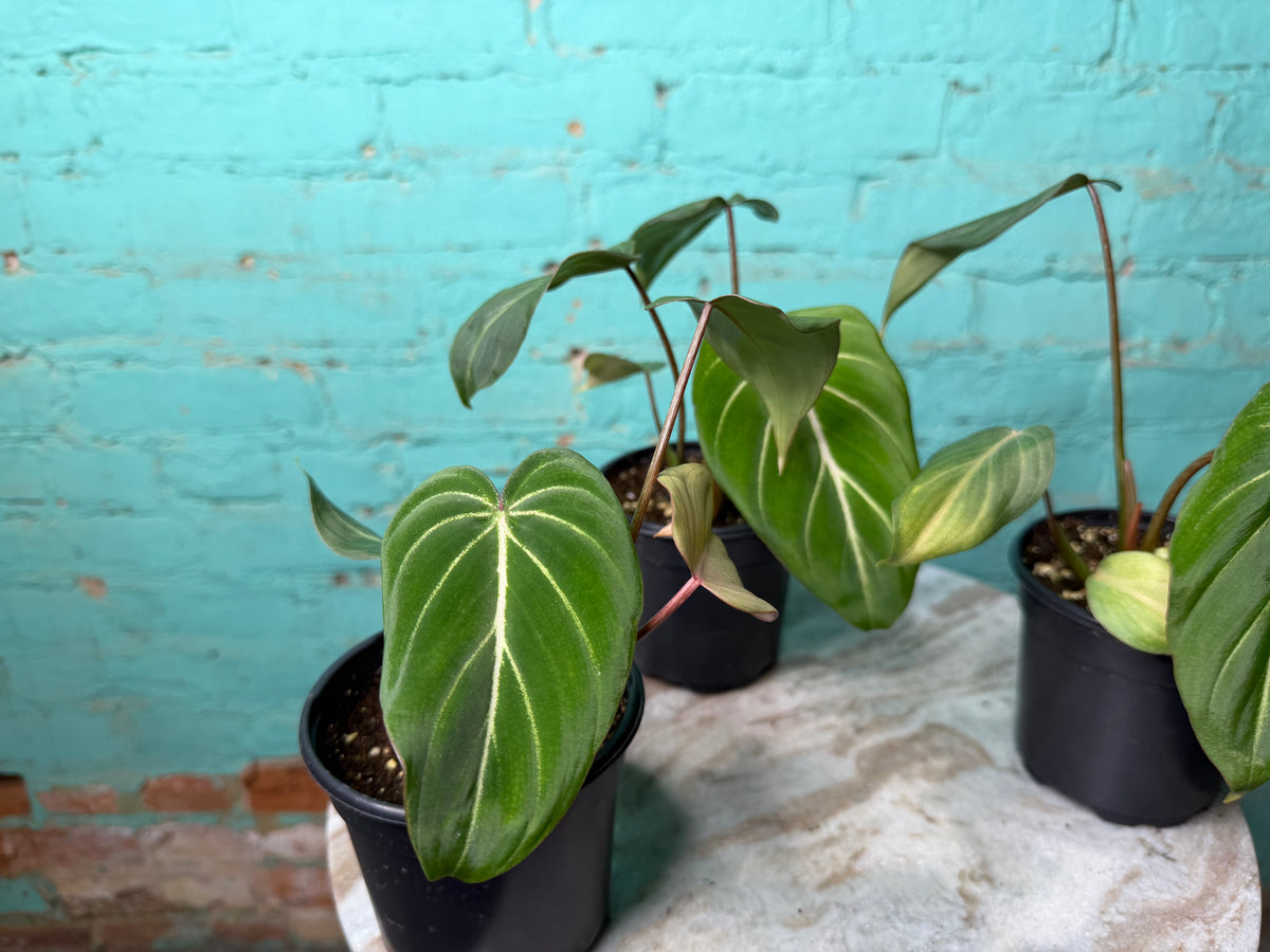 Philodendron Gloriosum 4”