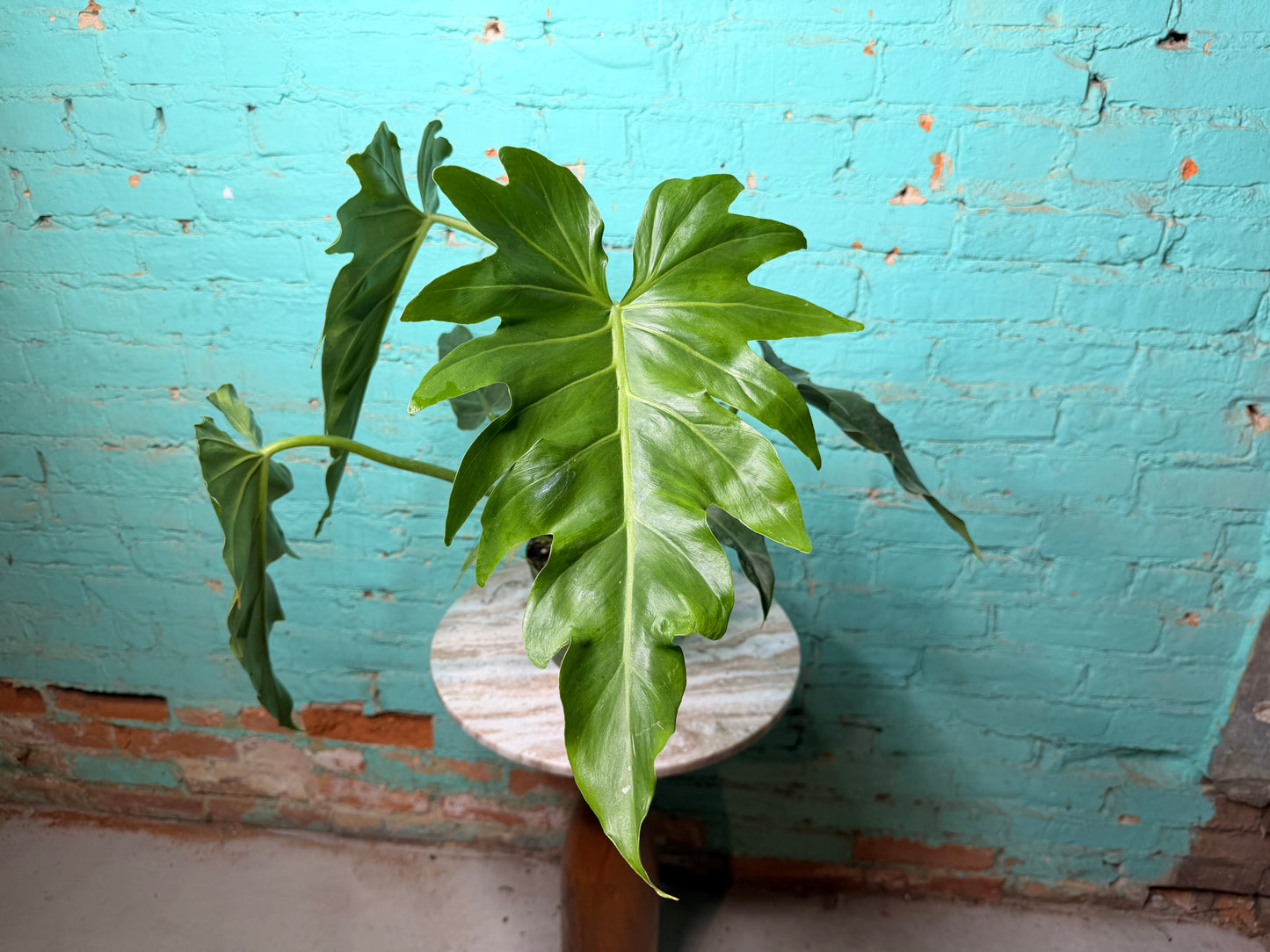 Philodendron Mayoi 6”
