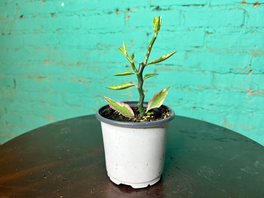 Pedilanthus Tithymaloides (Devil’s back Bone) Variegated 4”
