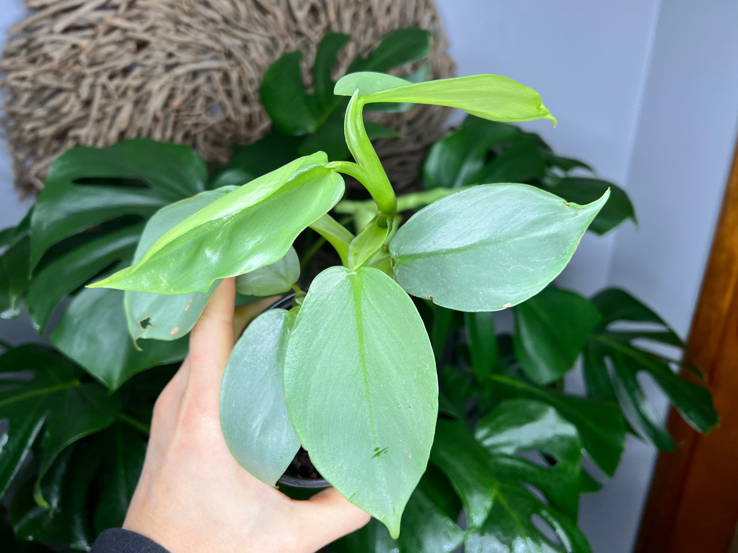 Philodendron Silver Sword