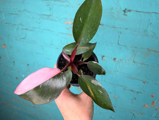 Philodendron Pink Princess  4”