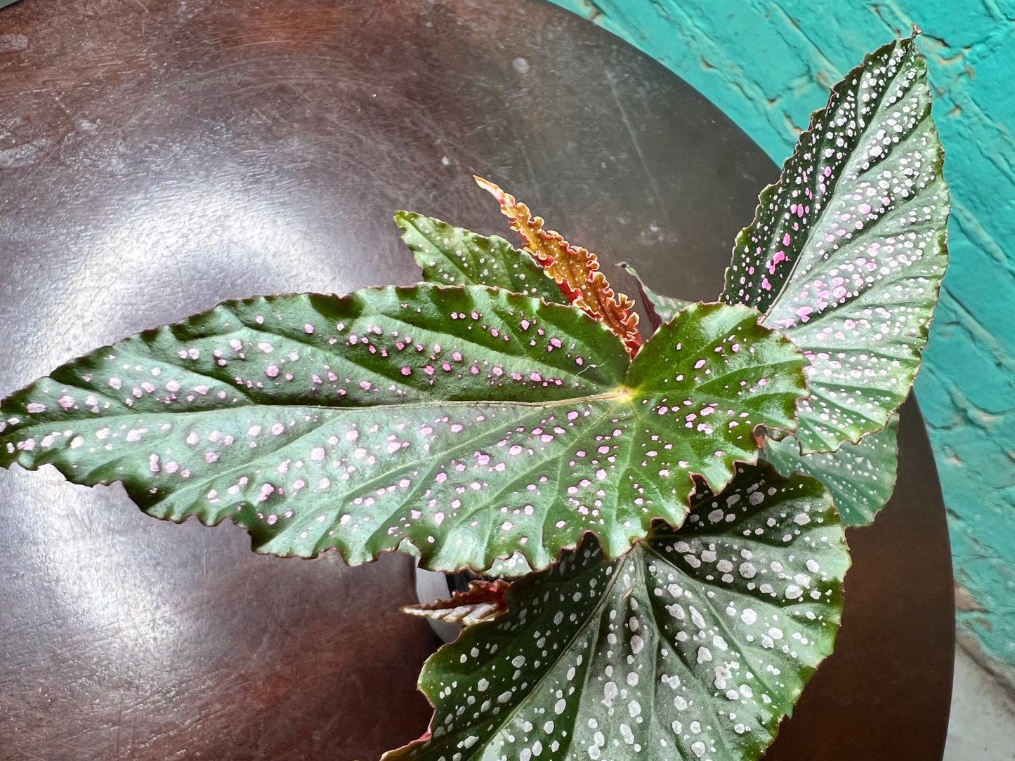 Begonia Maculata Pink (Polka Dot)
