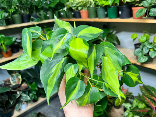 Philodendron Brasil