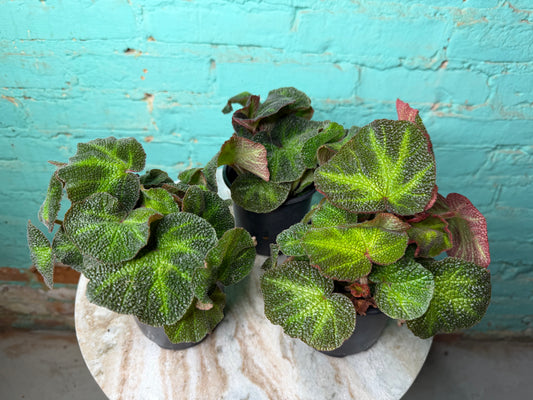 Begonia Iron Cross -Red 4”