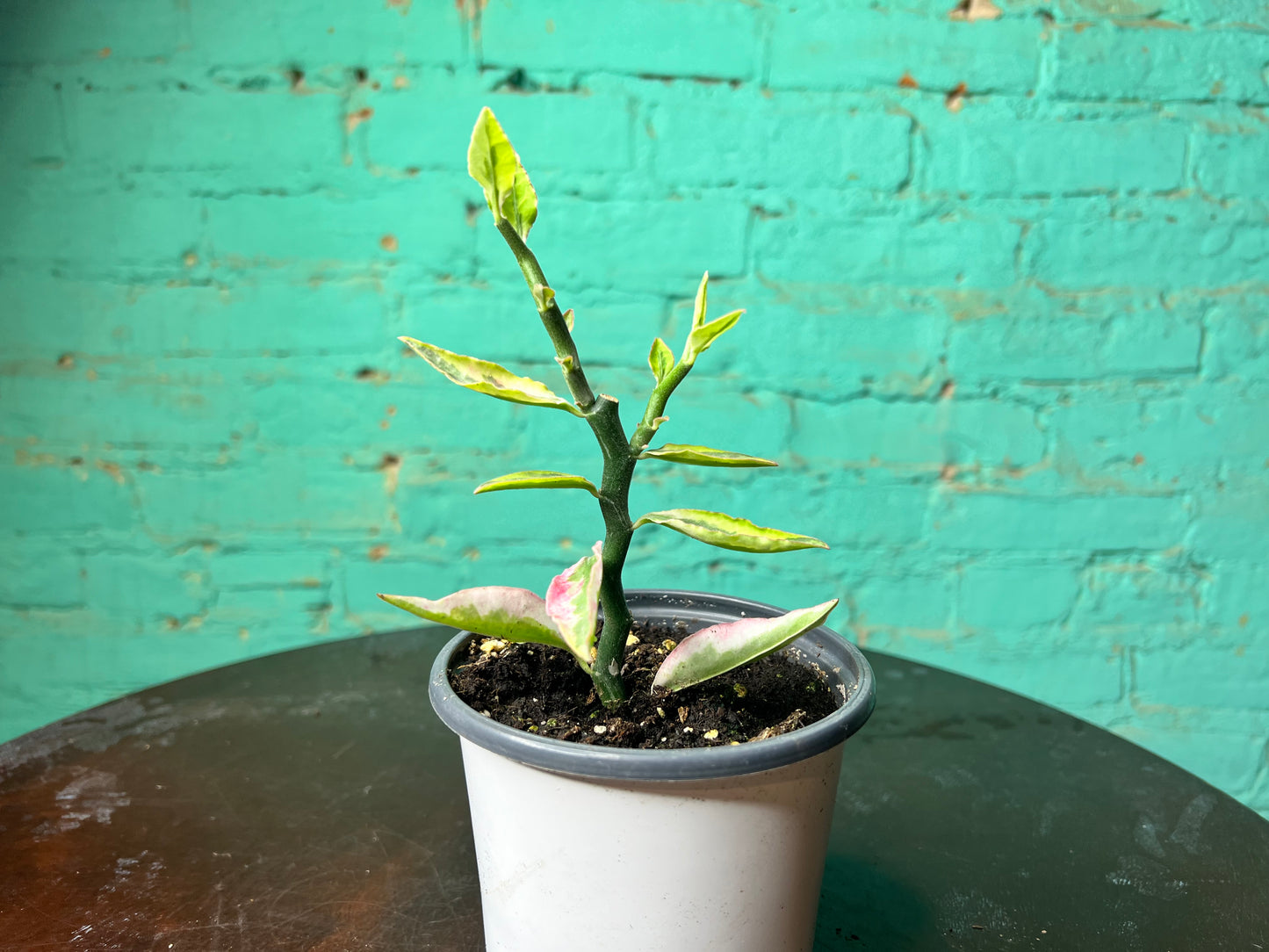 Pedilanthus Tithymaloides (Devil’s back Bone) Variegated 4”