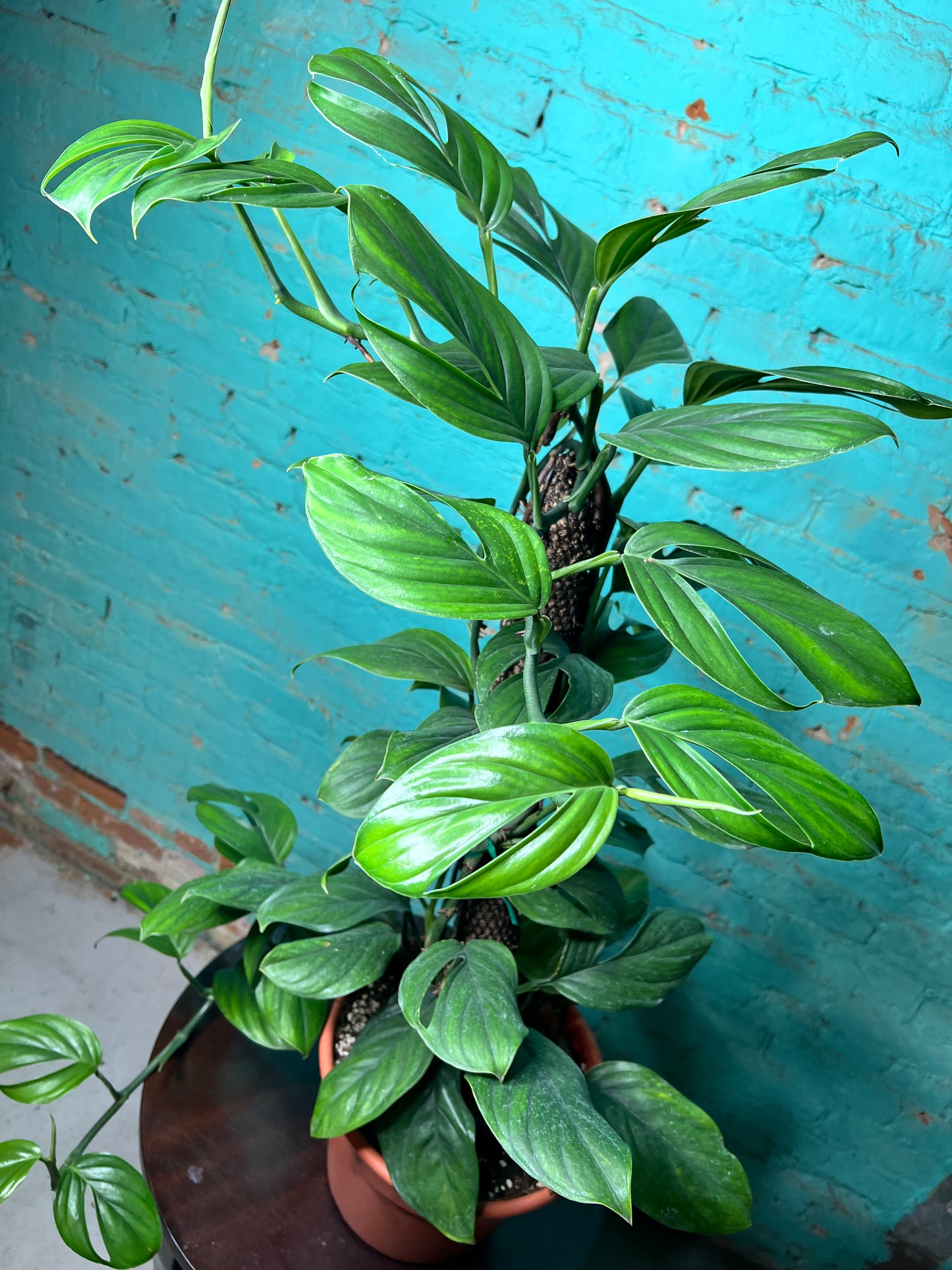 Monstera Peru-Monstera karstenianum Totem 8”