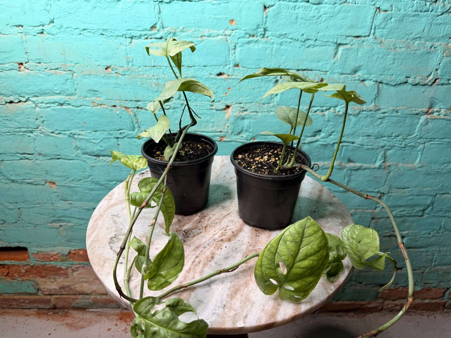 Amydrium Medium Silver 4” (“Monstera Spider-Man)