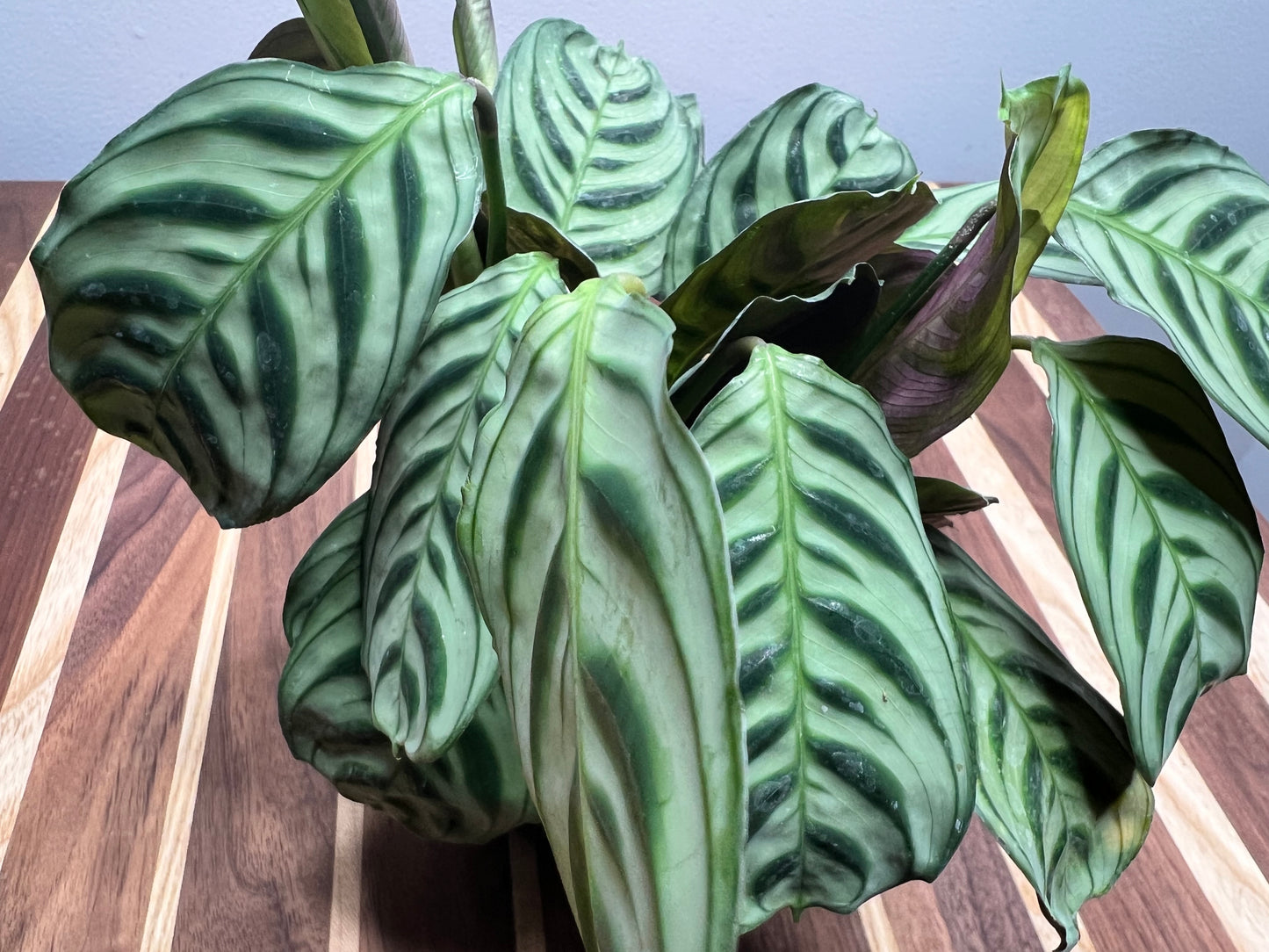 Calathea-Burle Marx