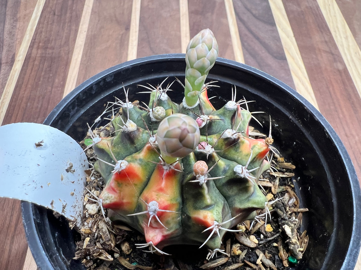 Gymnocalycium Mihanovichi Variegated Friedrich 7