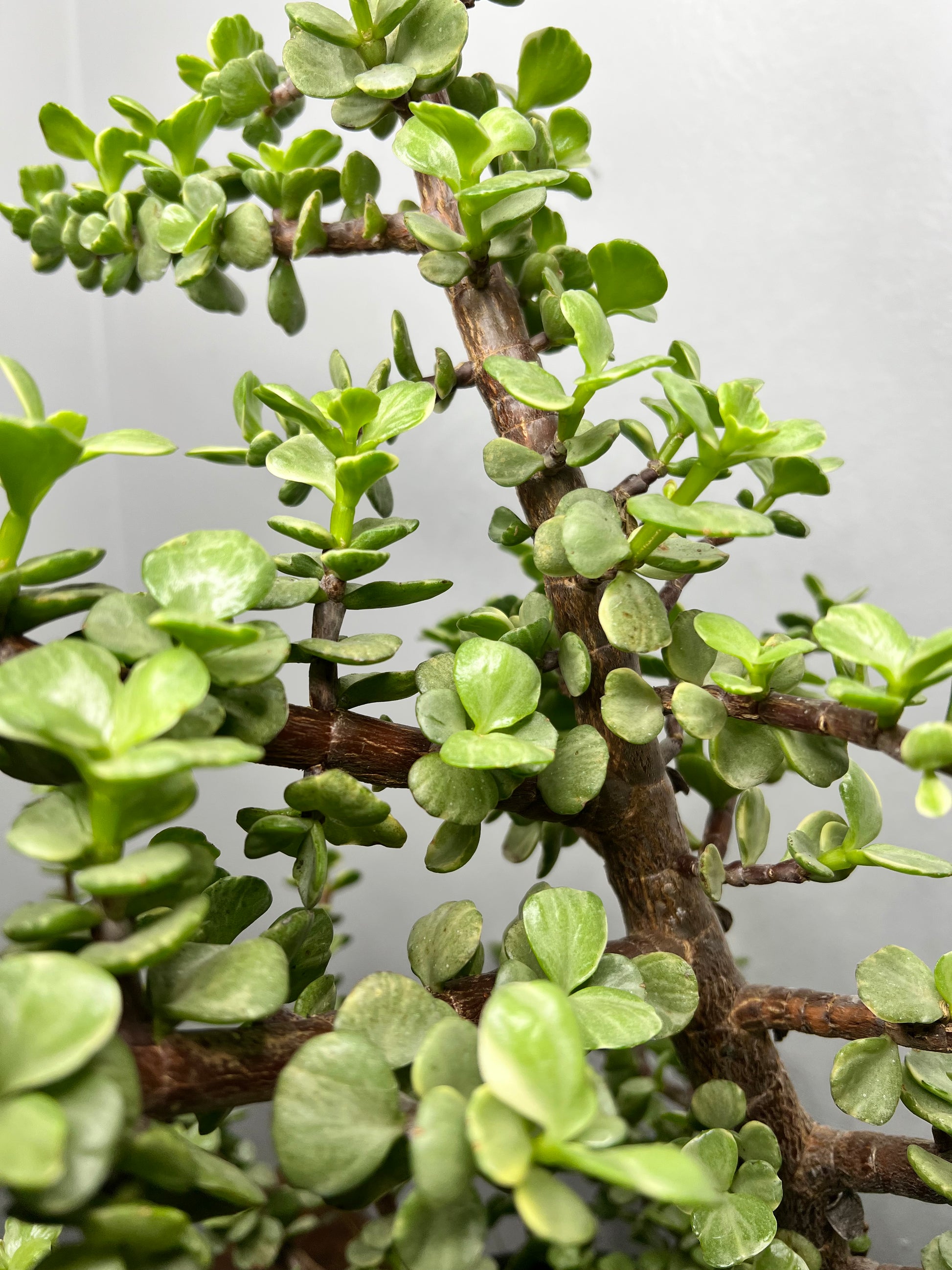 portulacaria afra buy Elephant bush (Portulacaria) -NO SHIPPING – The Rooted Plant Shop