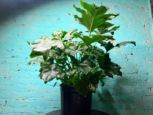Philodendron Selloum (Hope) 10”