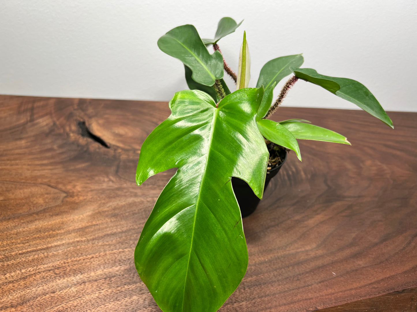 Philodendron Squamiferum