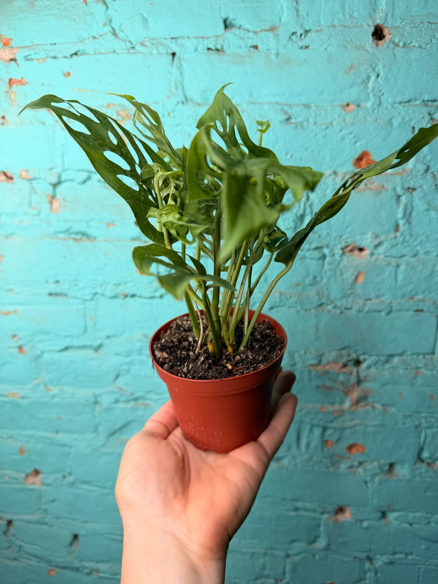 Monstera Adansonii (Swiss Cheese) 4”
