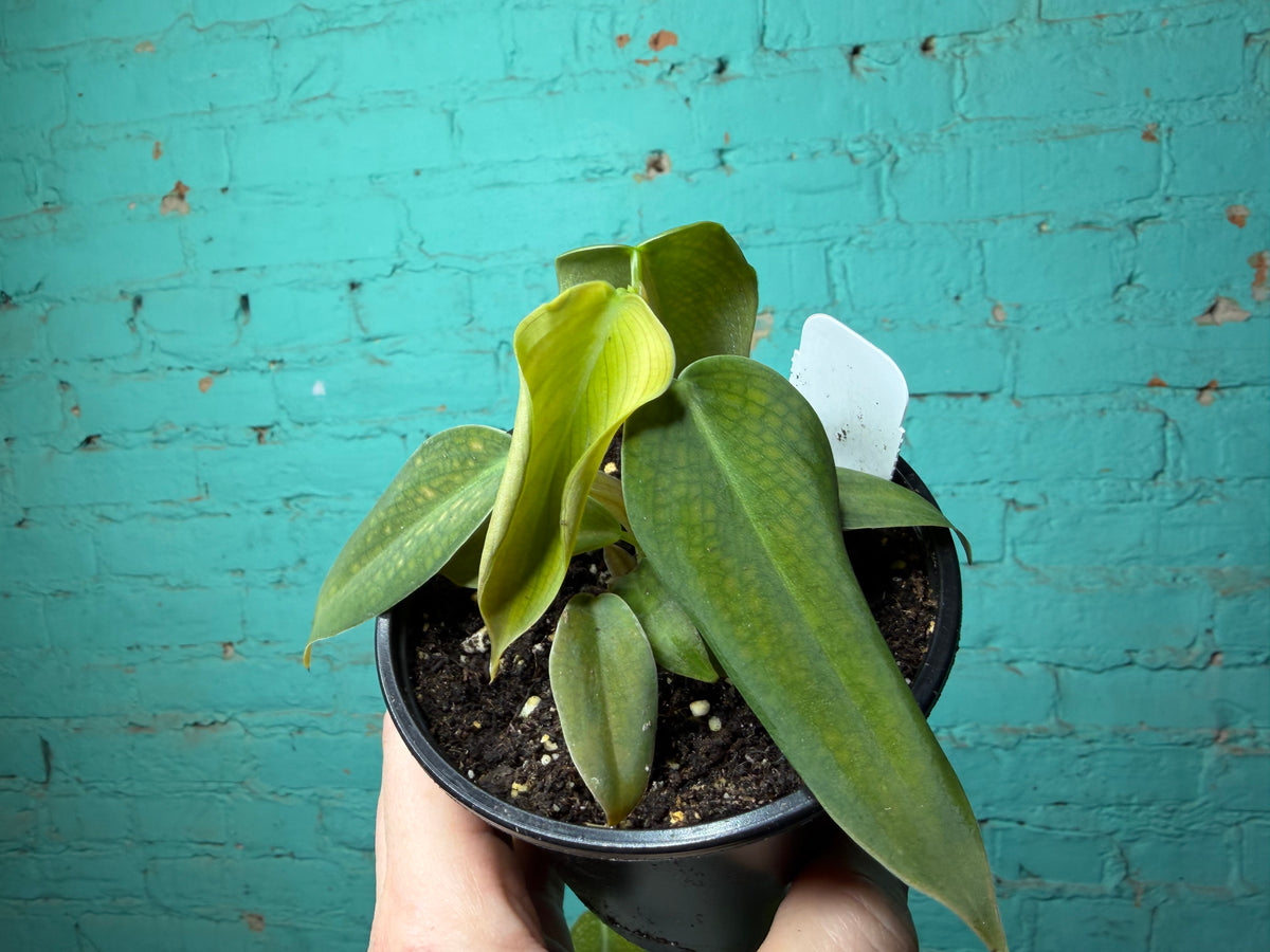Philodendron Gigas 4”