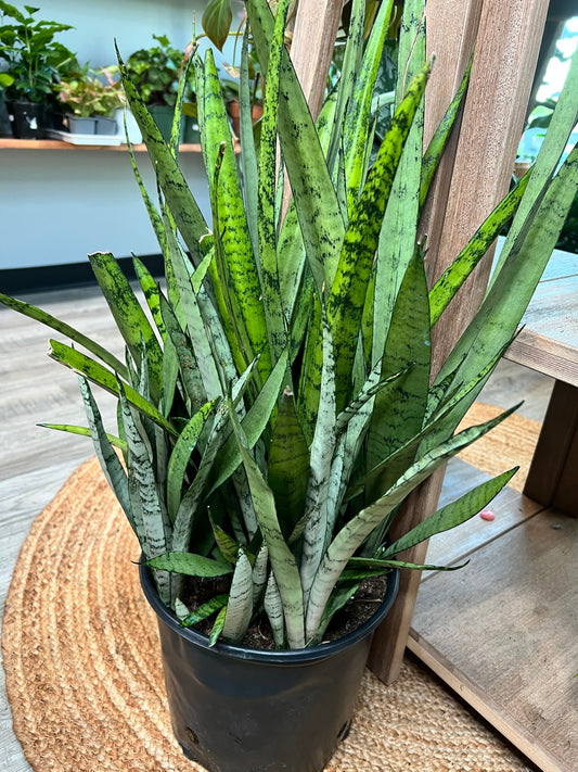 Snake plant Silver Streak 10”