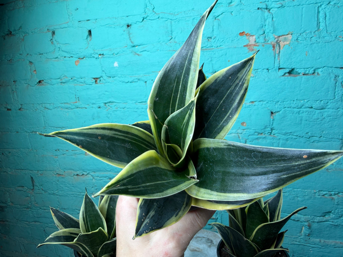 Sansevieria “Snake Plant” 4”