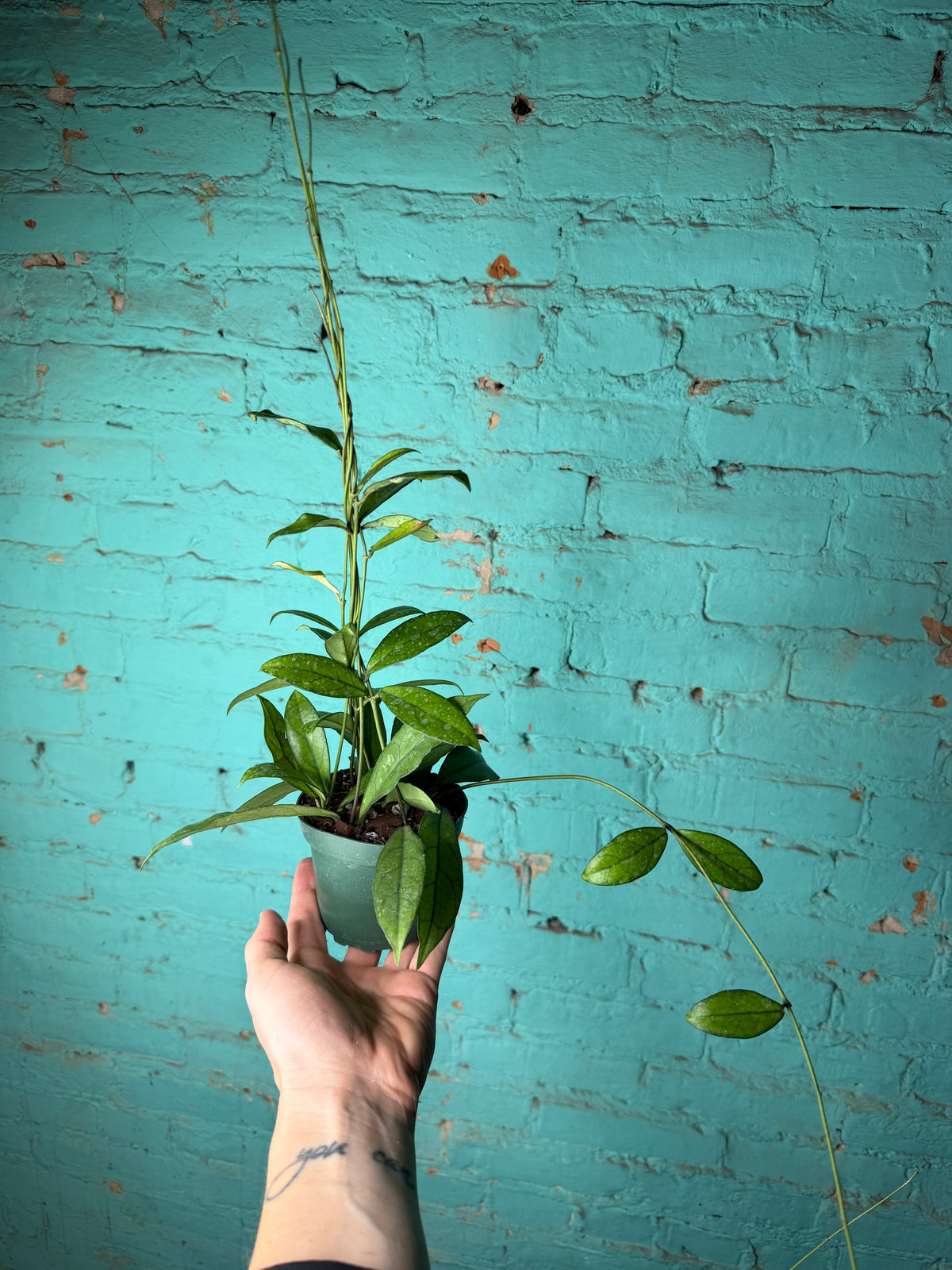 Hoya Crassipetiolata