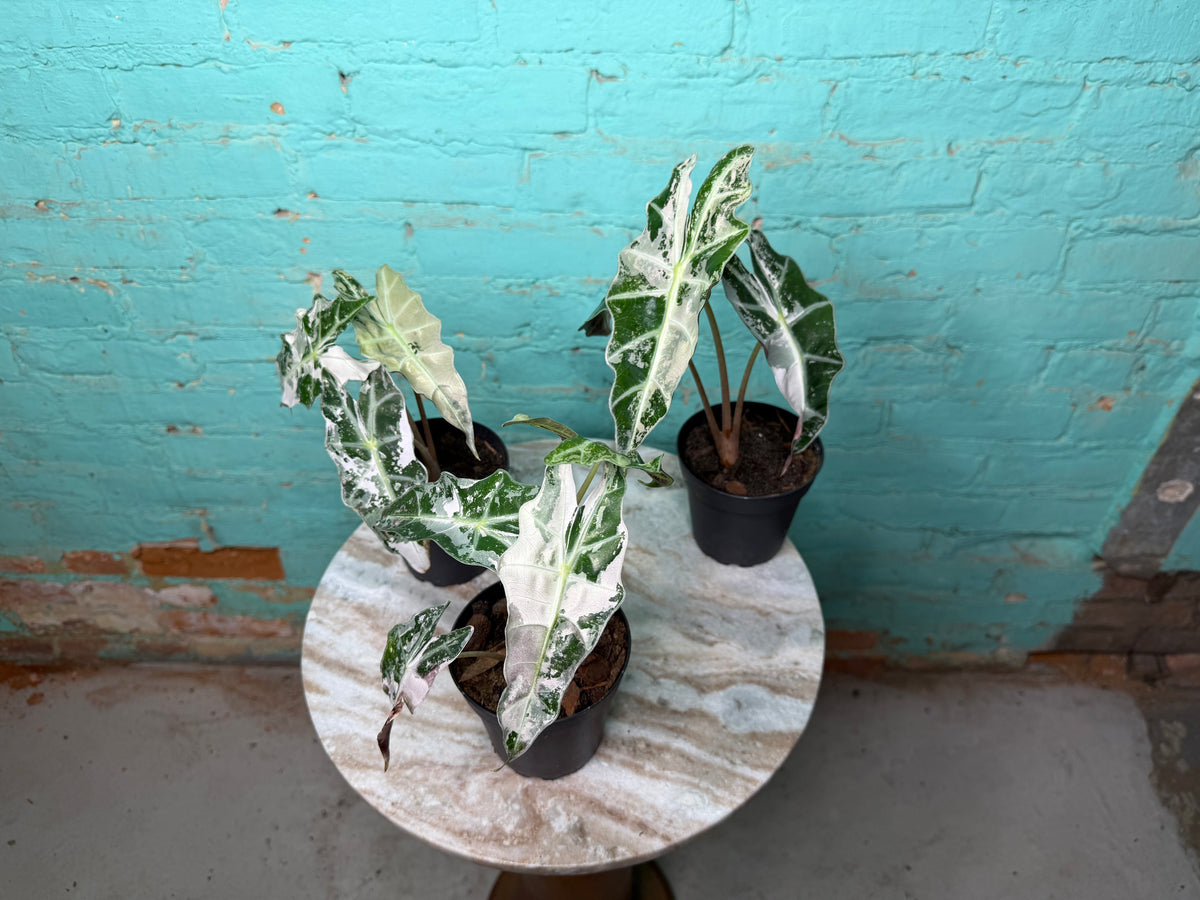 Alocasia Pink Polly 4” (Not TC)