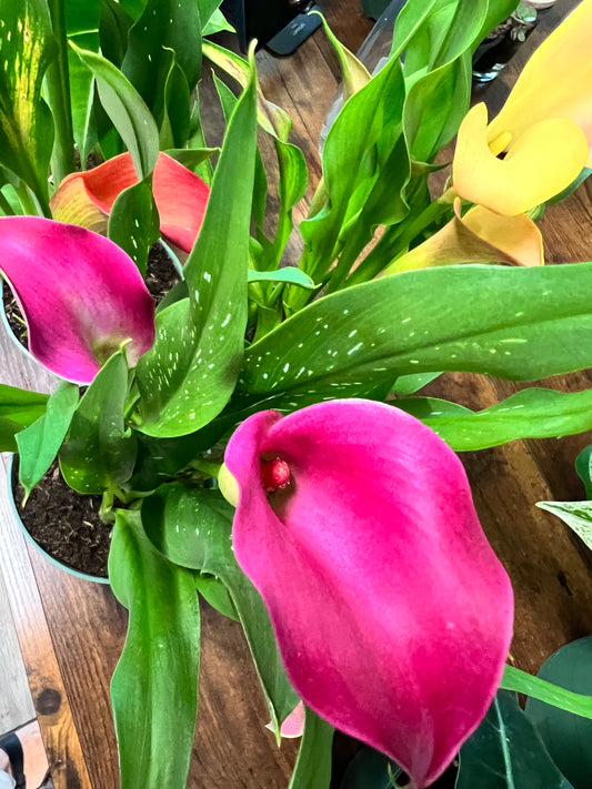 Calla Lily 4”