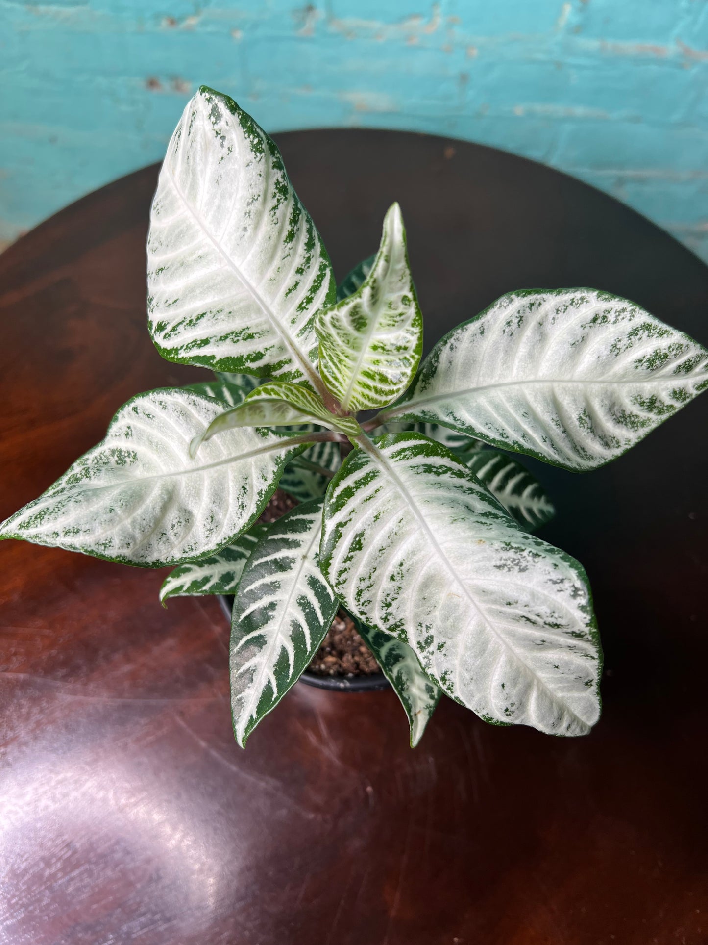 Zebra Plant Snow White 4”