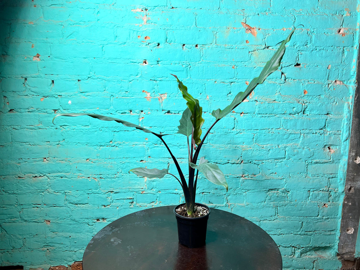 Alocasia Lauterbachiana Mint 4” (Sword Tree)