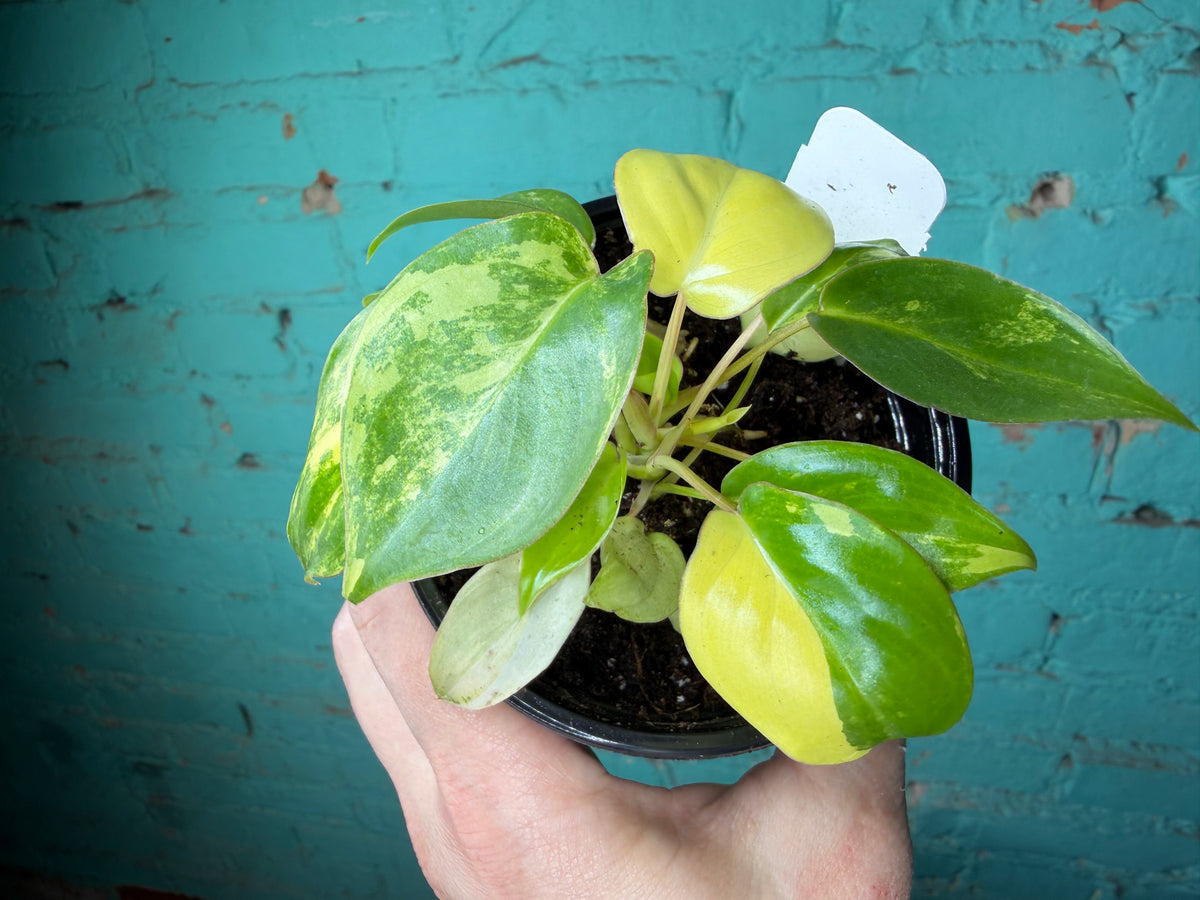 Philodendron Burle Marx Variegated 4”