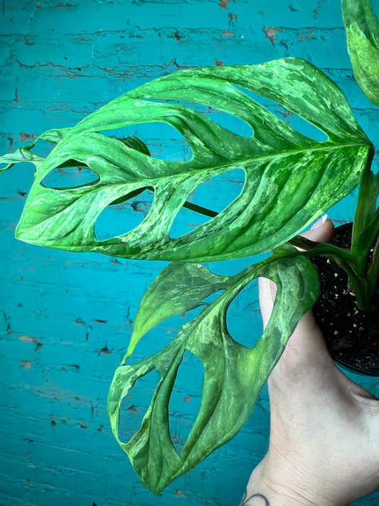 Monstera Swiss Cheese Indgo Mint Variegated 4”