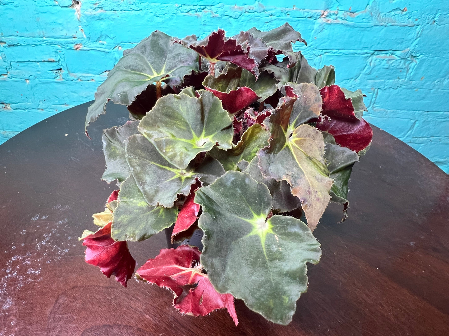 Rex Begonia “Green Velevt”