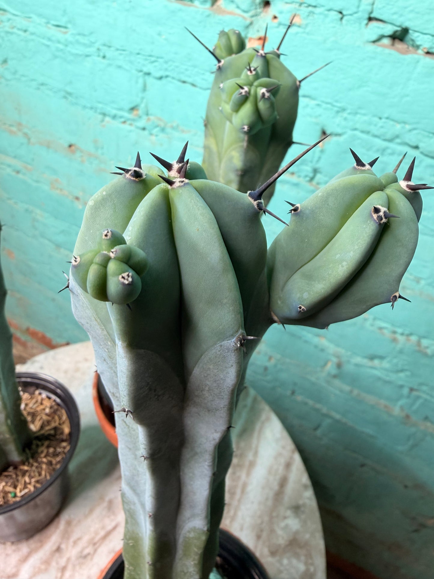 Myrtillocactus Geometrizans 4” “Blue candle Cactus