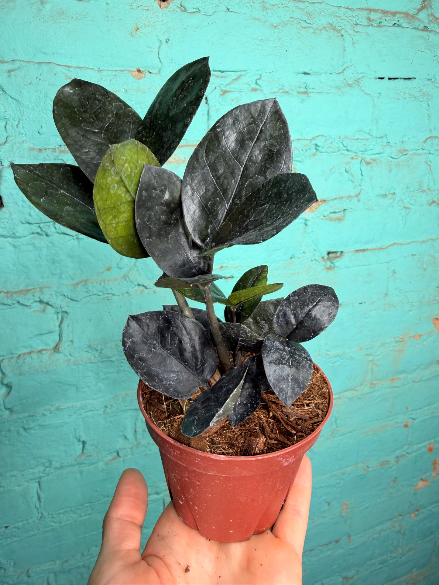 Zz plant- Raven 4”