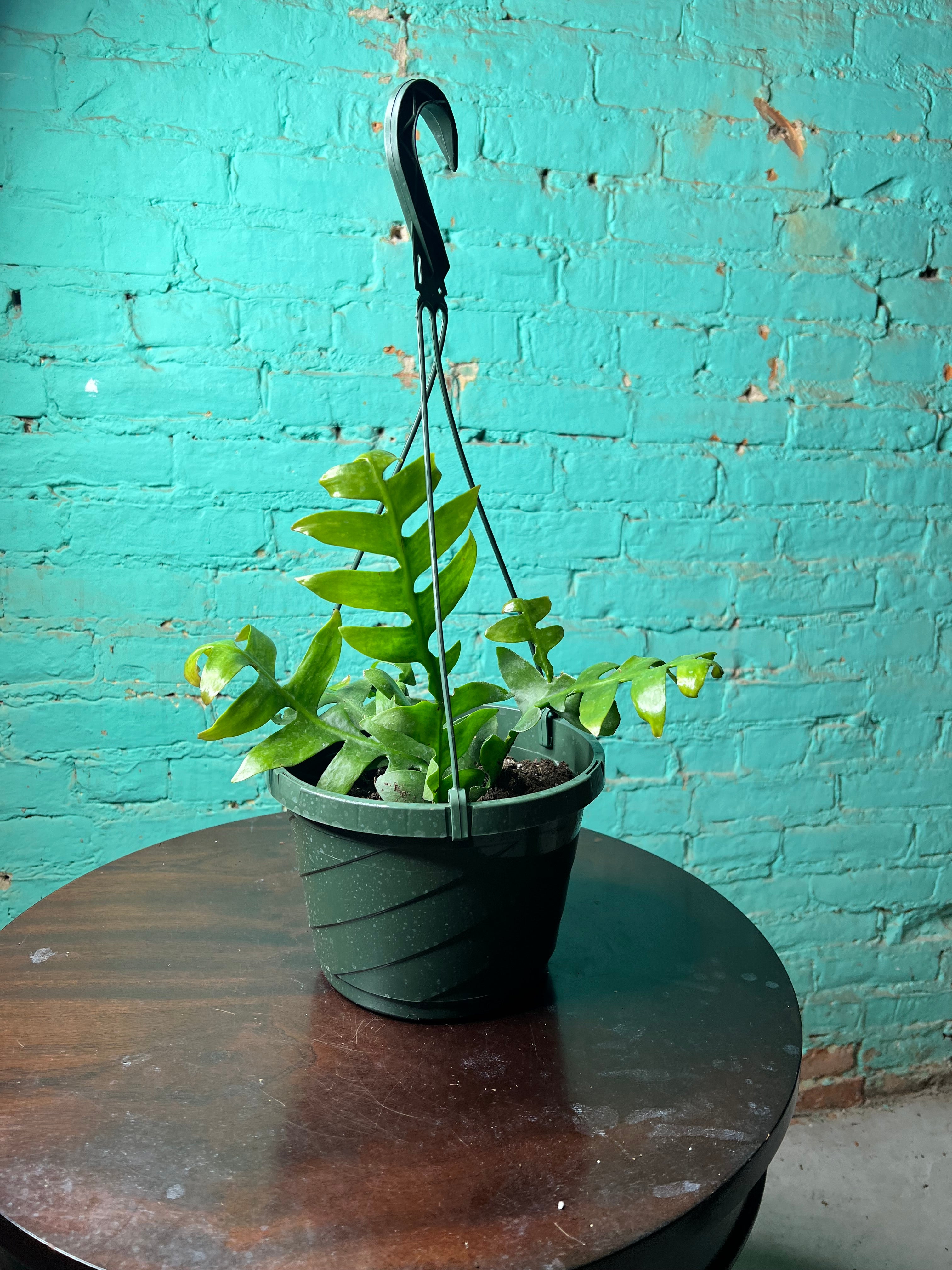 The Rooted Plant Shop Selenicereus Chrysocardium - Thumbnail 3