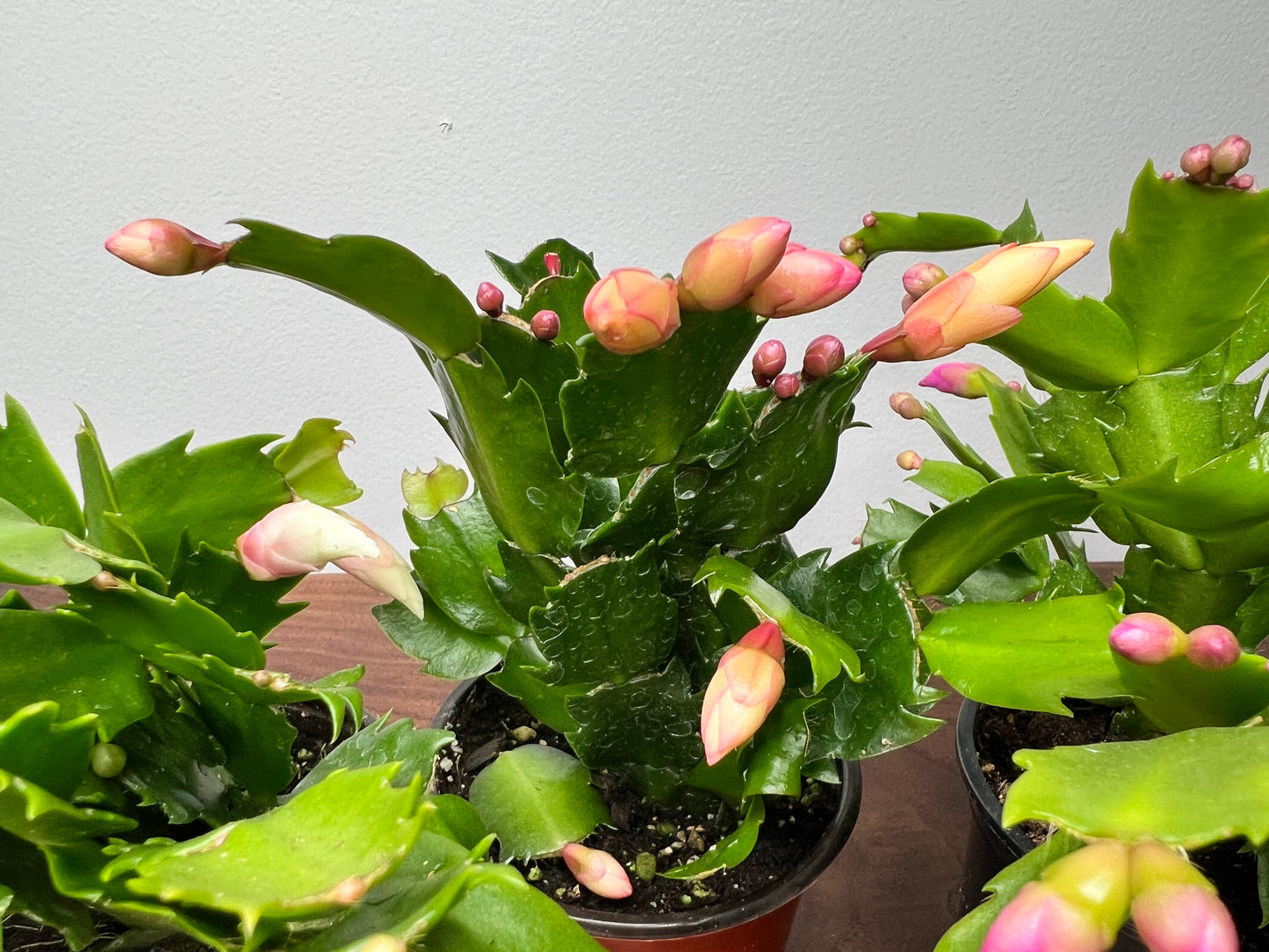 Thanksgiving Cactus 4”