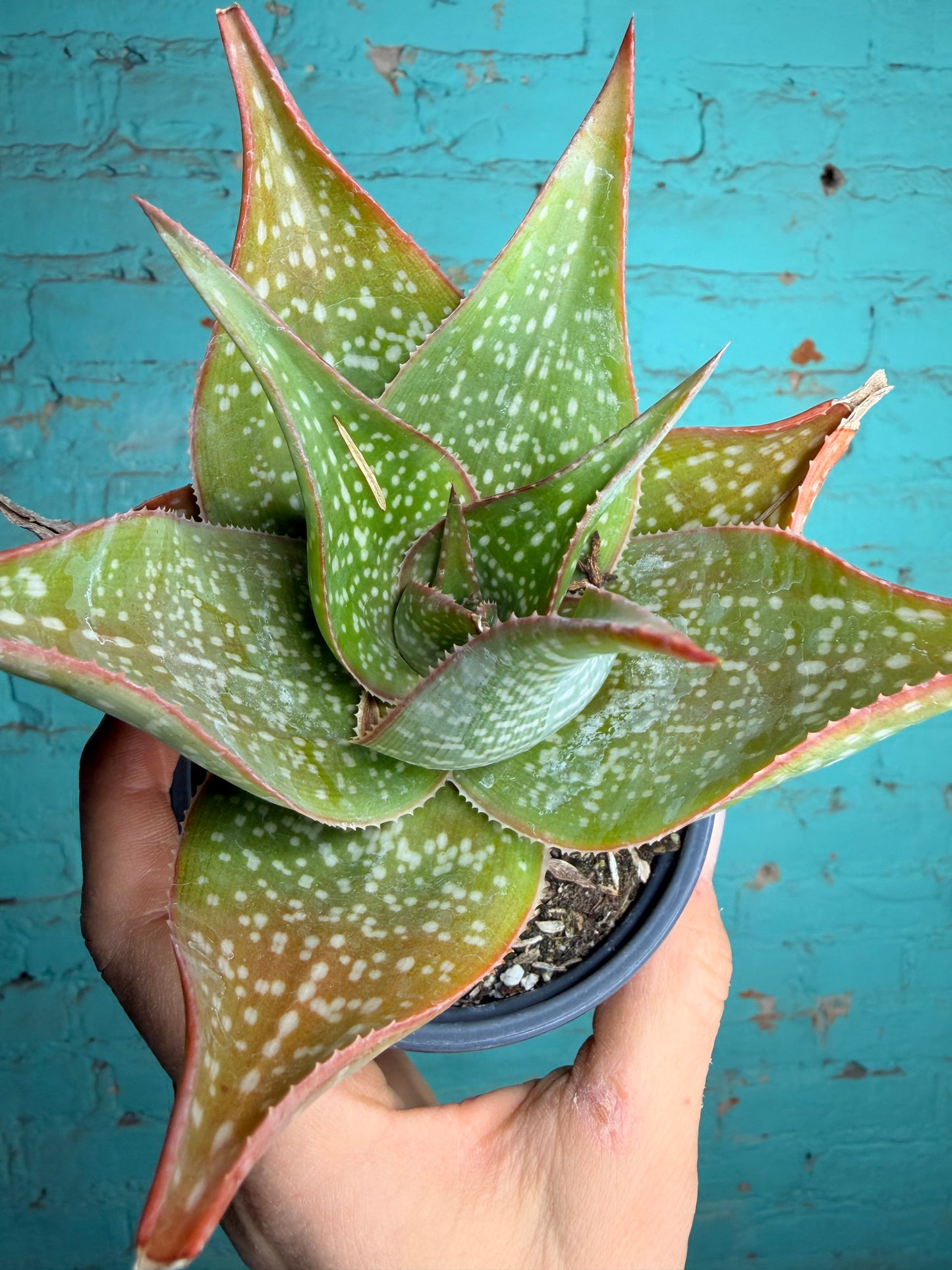 Aloe Deltiodeodort 4”
