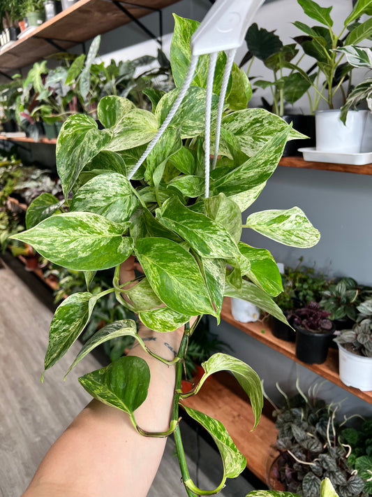 Pothos Snow Queen  6” basket