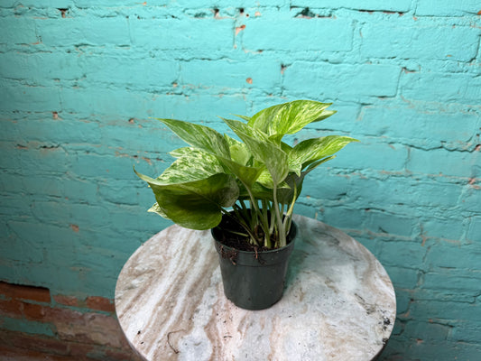 Marble Queen Pothos 4”