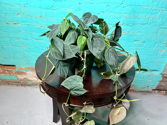 Philodendron Mican 8” basket