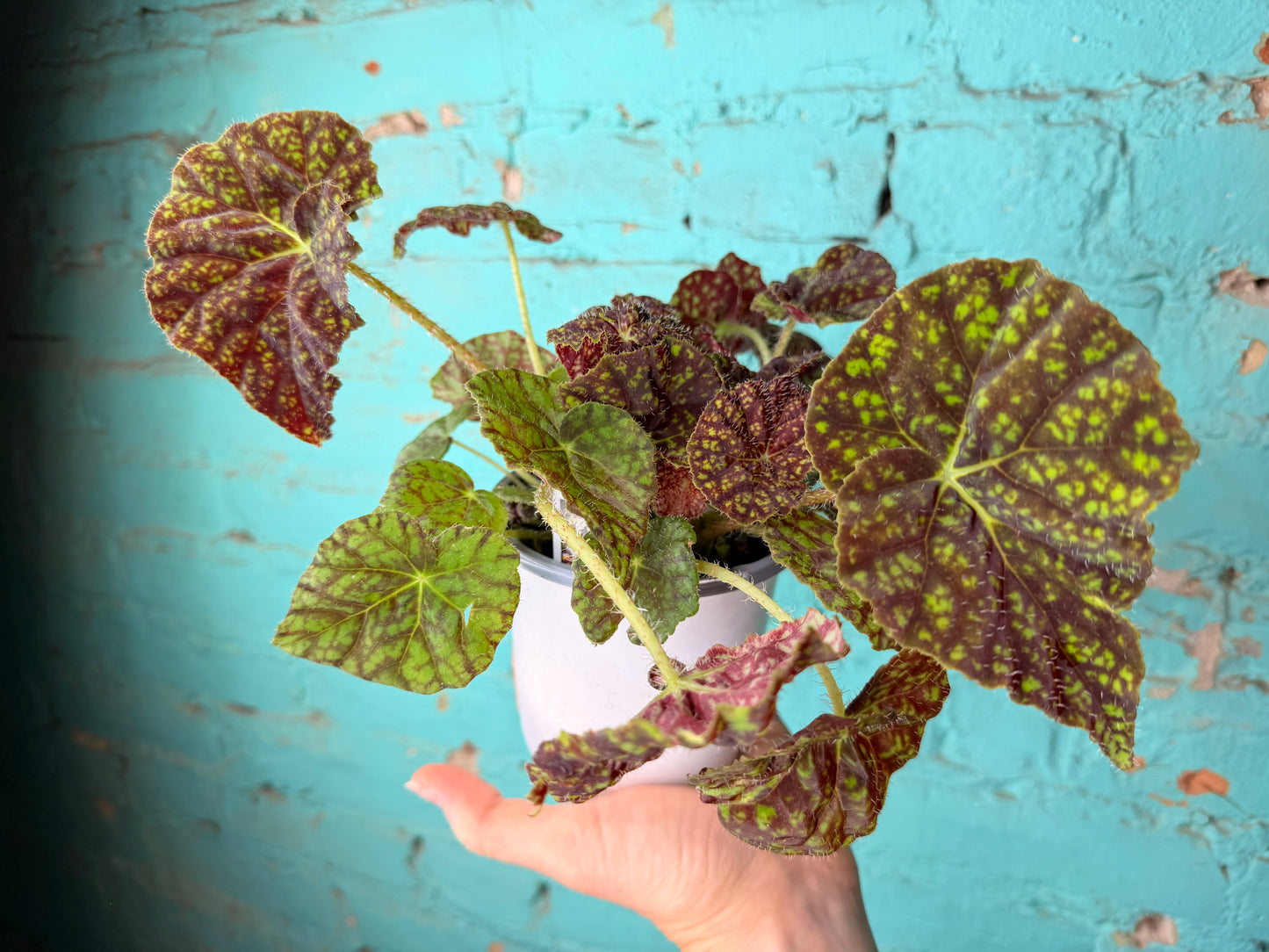 Begonia Rex “Vintage Love” 4”