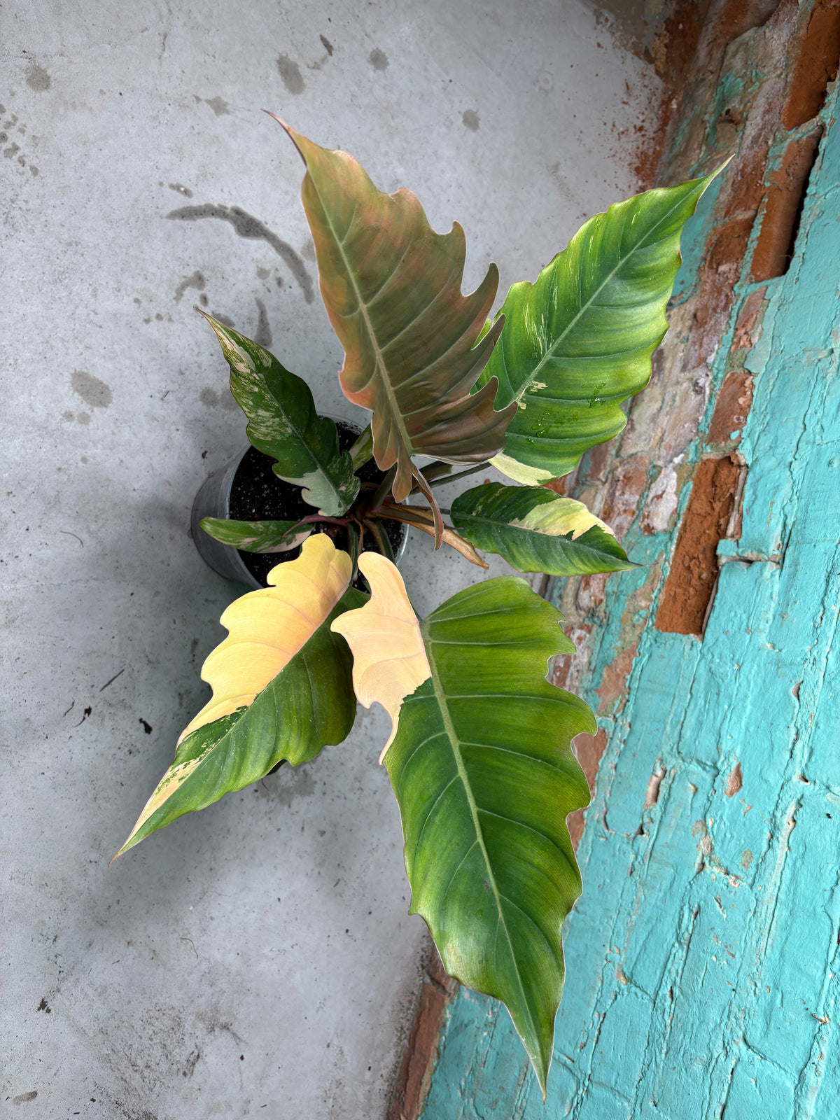 Philodendron Carmel Marble 8”