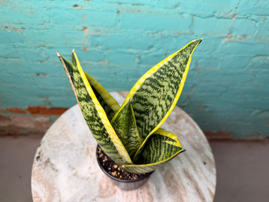 Sansevieria ‘Golden Hahnii’