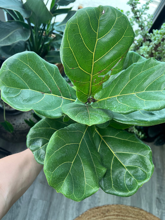 Fiddle Fig Tree 6”