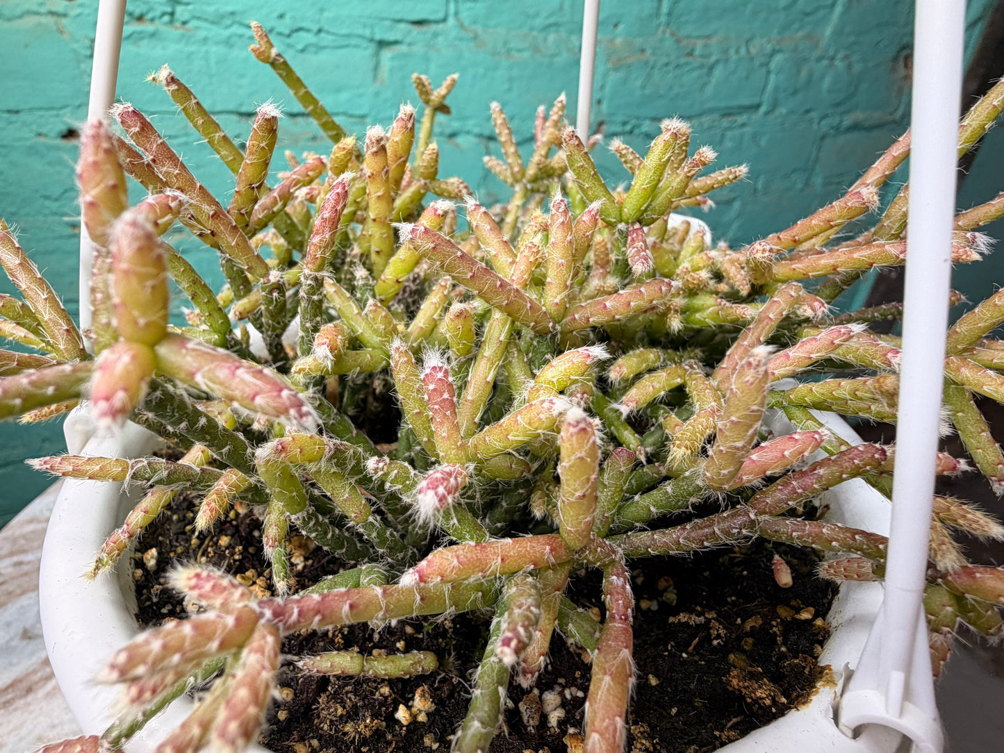 Rhipsalis Pilocarpa 6” basket