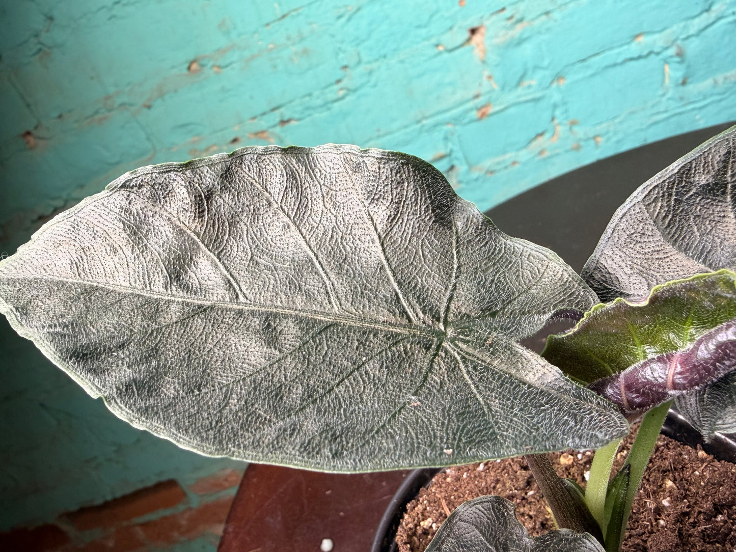 Alocasia ‘Antoro Velvet 4”