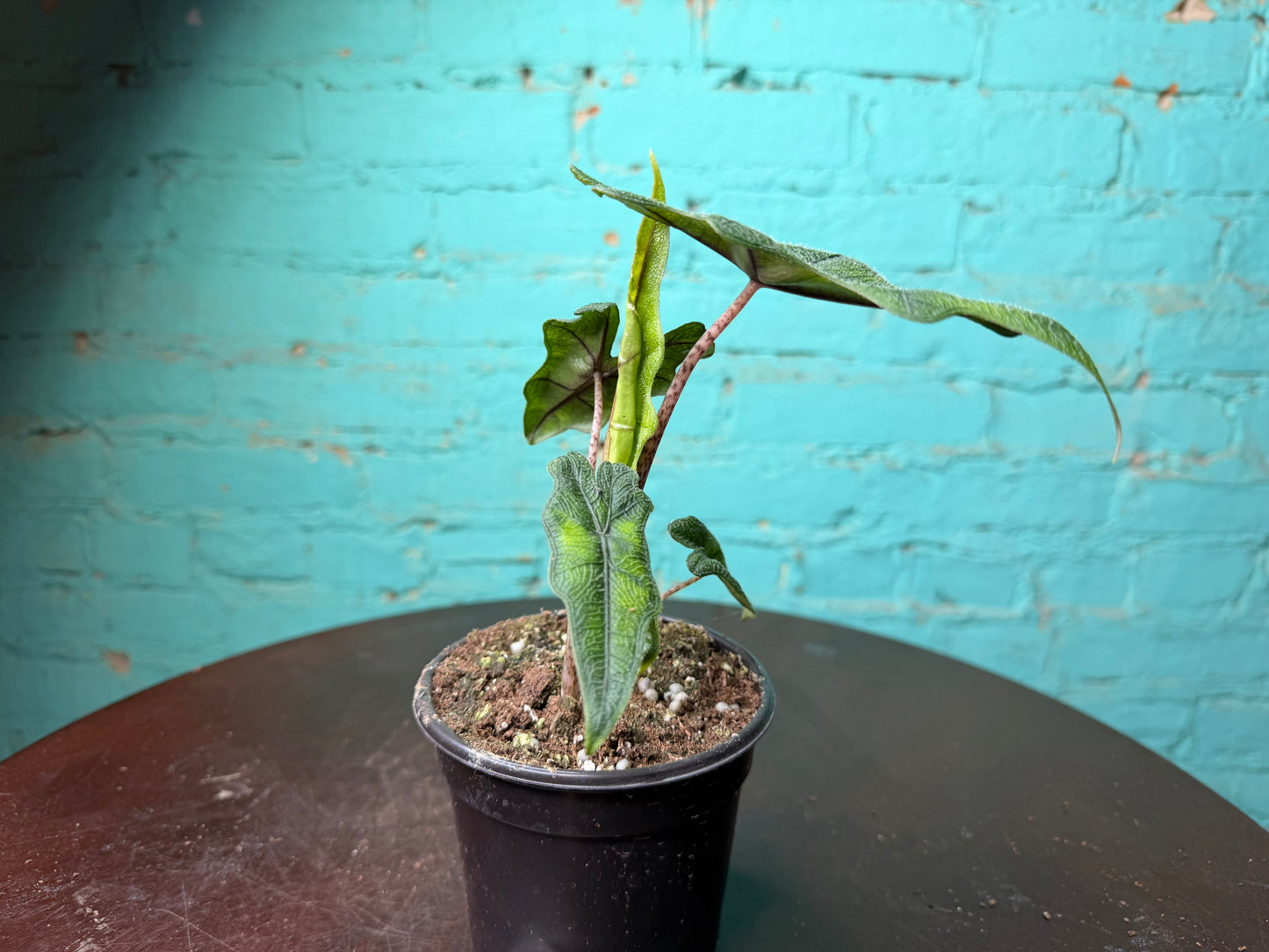Alocasia ‘Jacklyn’ 4”