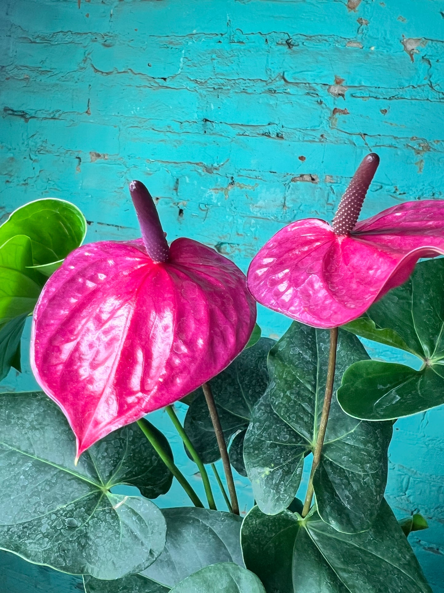 Anthurium Purple 6”