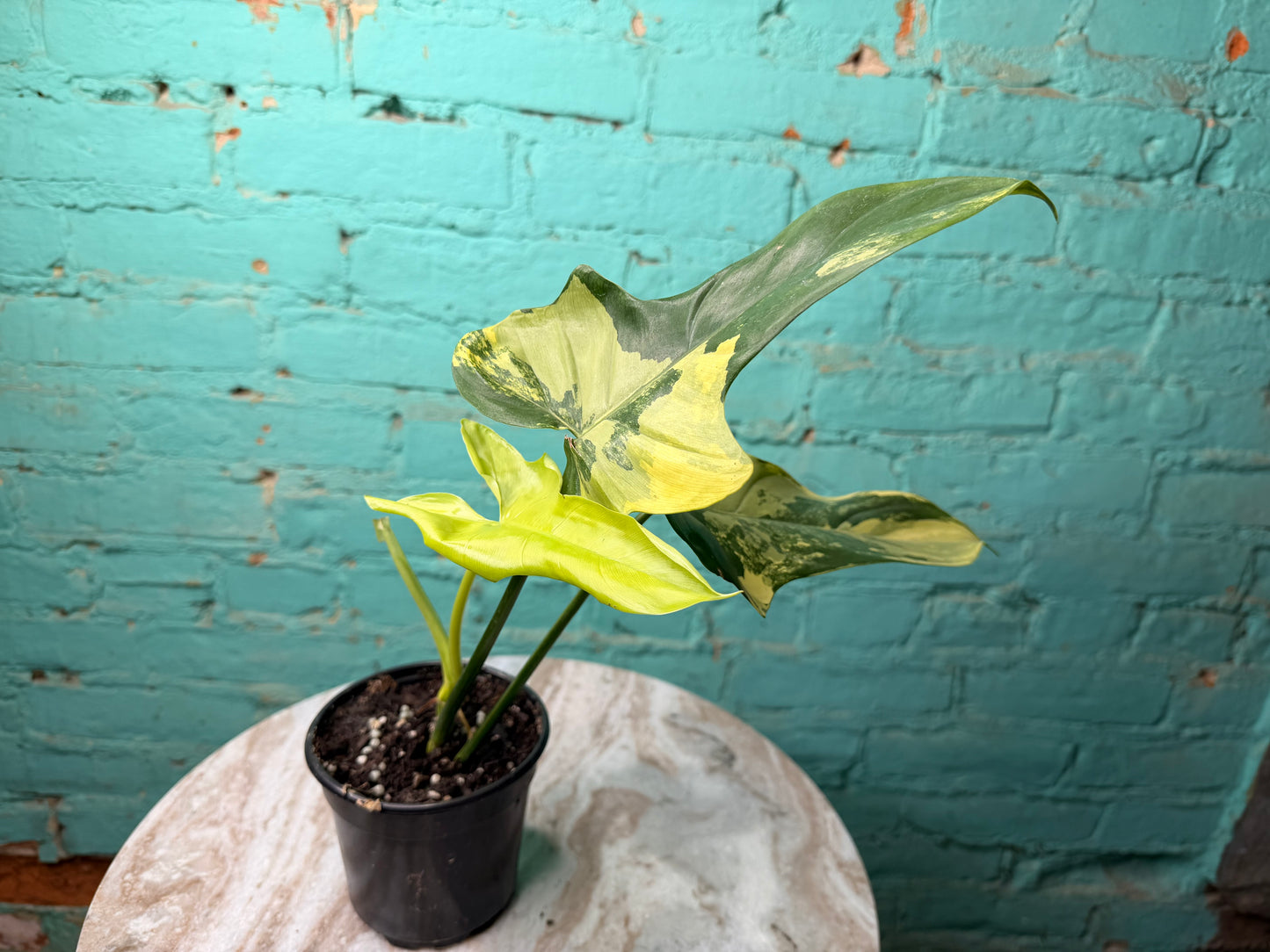 Philodendron Violin Variegated 4”