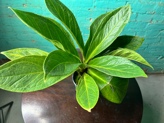 Anthurium Cobra 4”