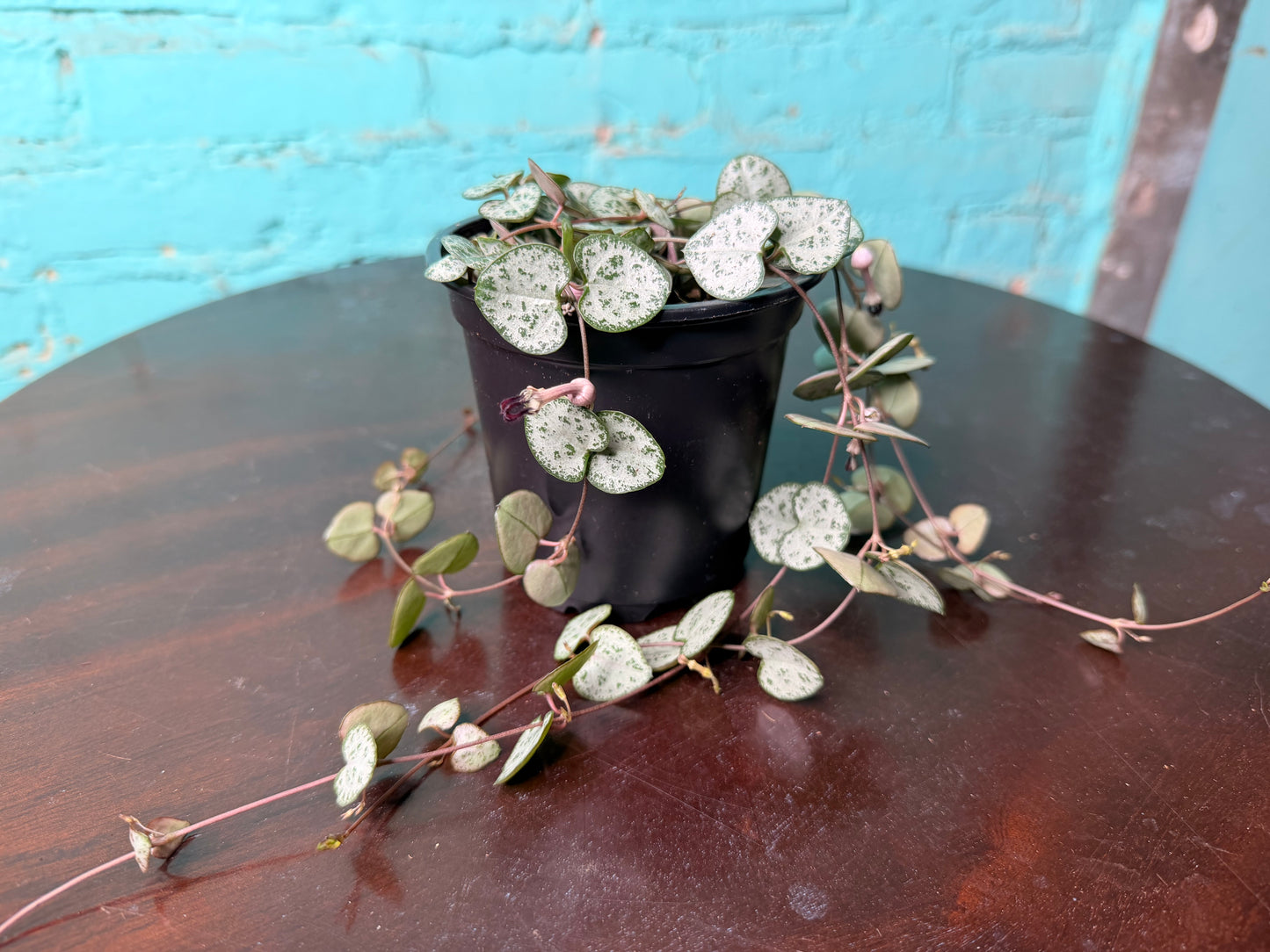 String Of Hearts 4”