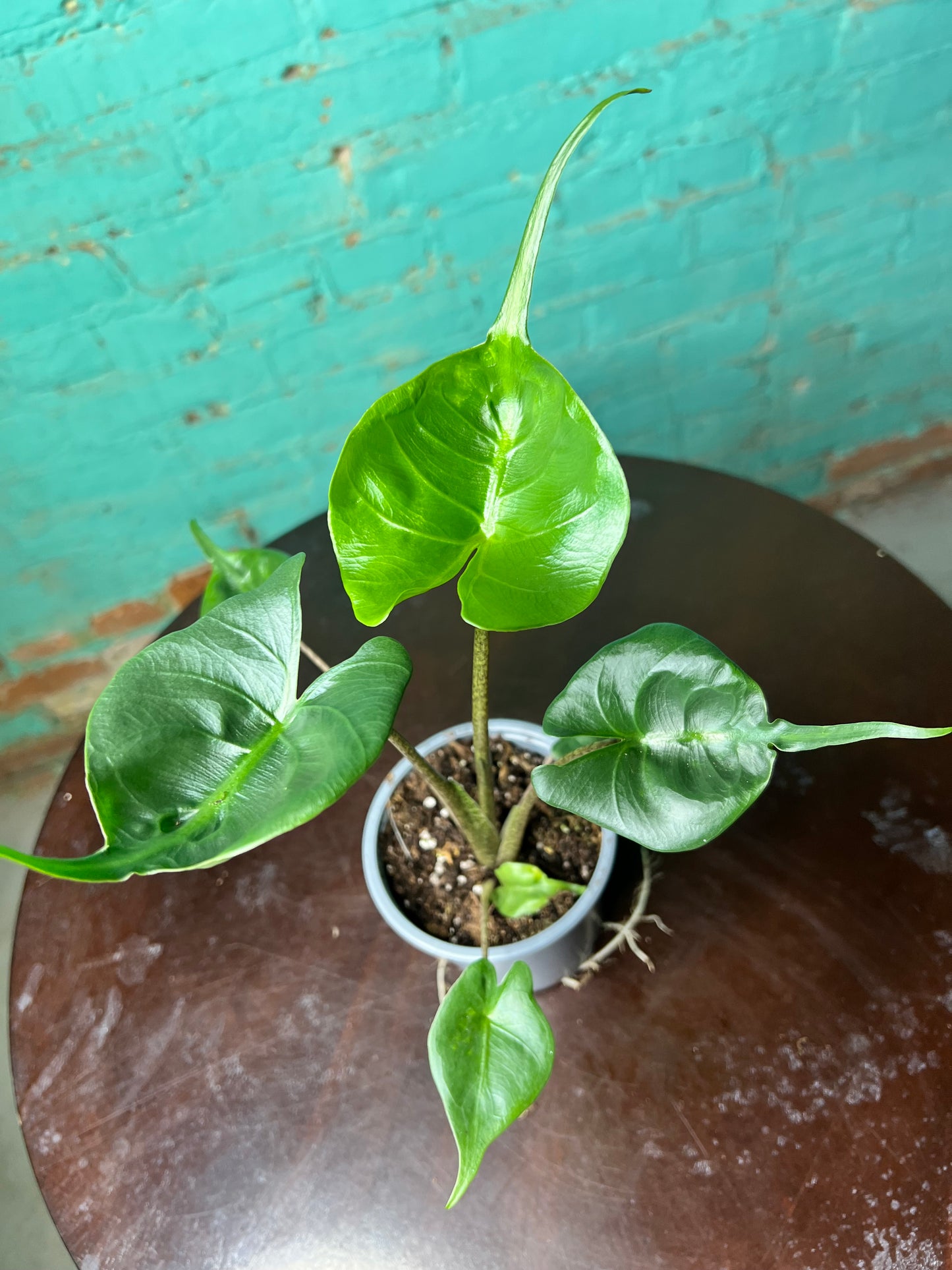 Alocasia Stingray 4”